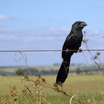 Smooth-billed Ani